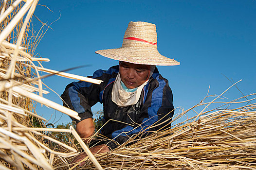女人,戴着,帽子,工作,收获,稻田,北方,泰国,亚洲