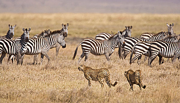 非洲,坦桑尼亚,印度豹,猎捕,靠近,斑马,恩戈罗恩戈罗火山口