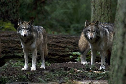 两个,灰狼,狼,树林