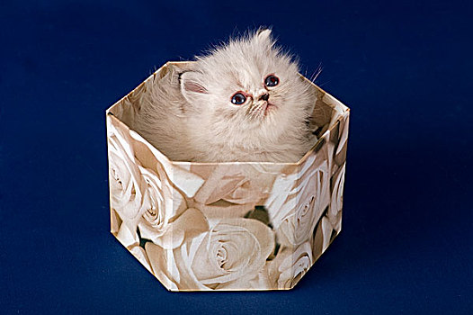 小猫,5星期大,盒子