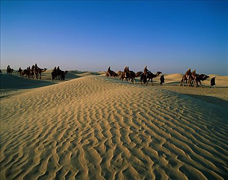 沙丘,人,游客,旅游,群体,骑,骆驼,杜兹