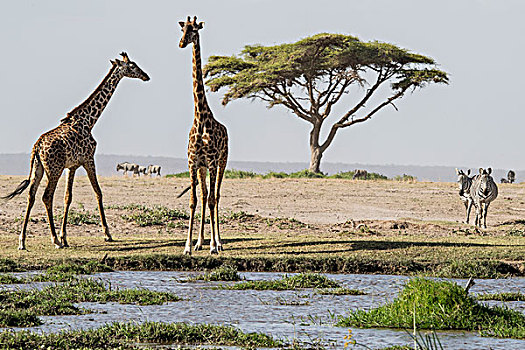 东非,肯尼亚,户外,安伯塞利国家公园,一对,长颈鹿,马赛长颈鹿,水潭