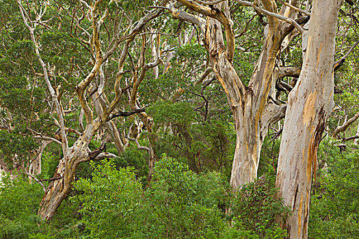 橡胶树,桉树,树林,西澳大利亚州,澳大利亚