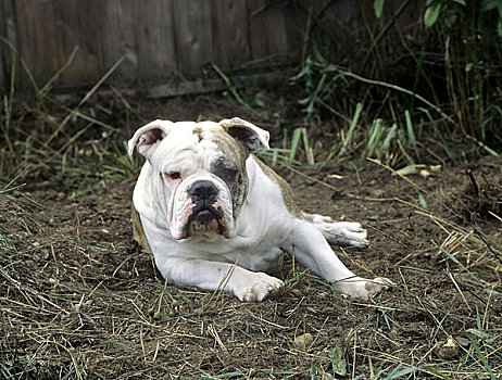 英国斗牛犬,休息,地点