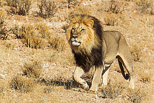 狮子,雄性,漫游,卡拉哈里沙漠,卡拉哈迪大羚羊国家公园,南非,非洲