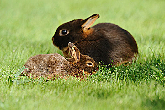 两个,矮小,兔子
