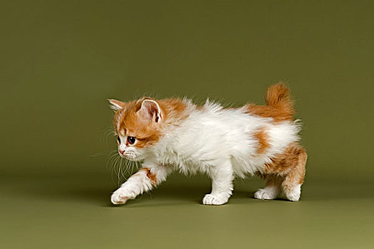 小猫,5星期大,红色,白色,基因,短小,尾部,树桩