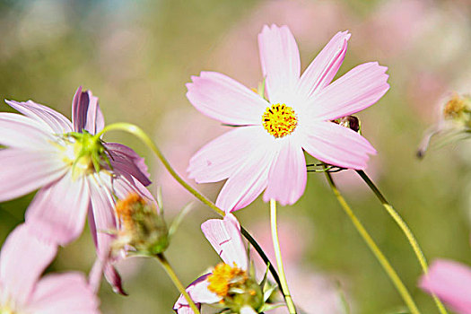 小野花