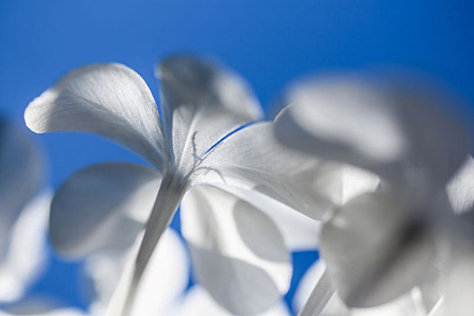 蓝天下的白色花朵