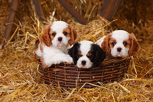 查尔斯王犬,三个,小狗,三种颜色,布伦海姆,7星期大,卧,柳条篮,稻草
