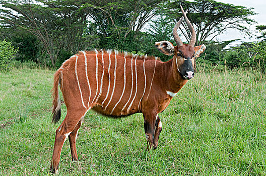 山,羚羊,捻角羚,局部,人工哺育,栖息地,肯尼亚山,肯尼亚