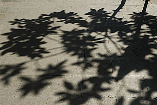 影子,树,地上,巴塞罗那,西班牙