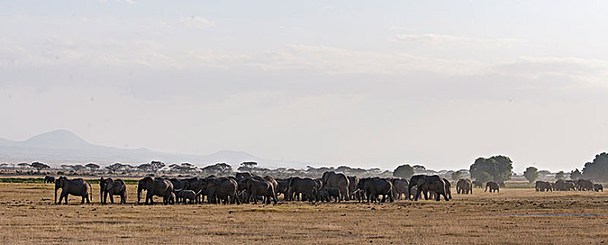 非洲大象051