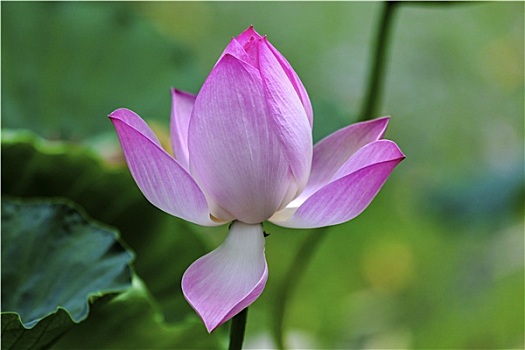 粉色,荷花,特写,北京,中国