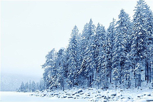 树林,雪,巴伐利亚