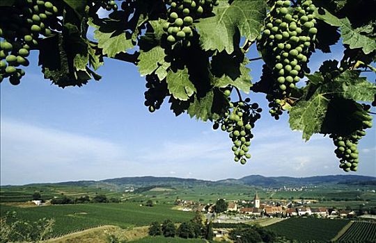绿葡萄,悬挂,藤,山,巴登符腾堡,德国