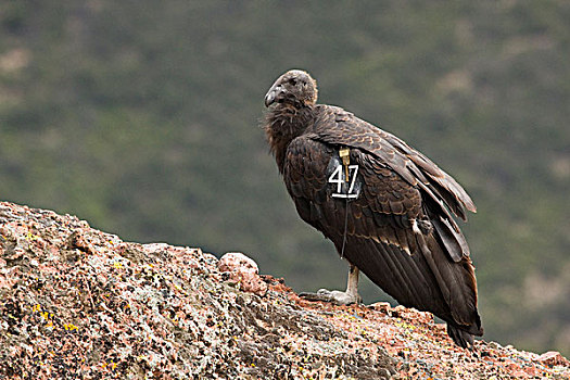 加州秃鹰,幼小,女性,翼,顶峰,国家公园,加利福尼亚