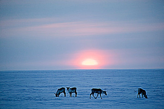 北美驯鹿,驯鹿属,冬天,北极国家野生动物保护区,北方,加拿大