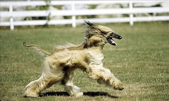 阿富汗猎犬