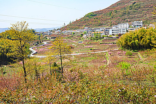 红枫,山坡,樱花,村庄,房子