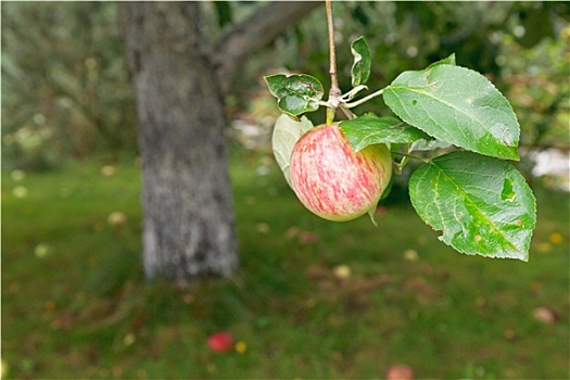 红苹果,树上,上方,秋天,成熟,水果