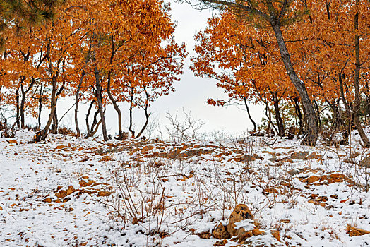 雪后