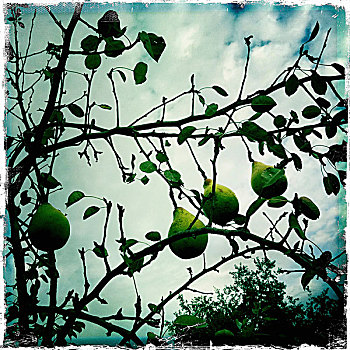 梨,树