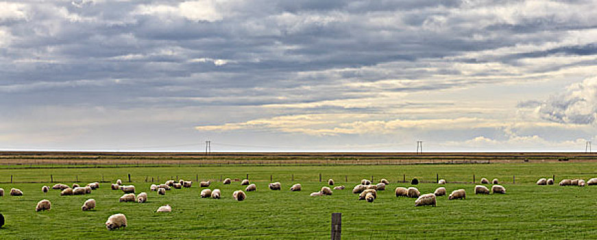 冰岛,全景,绵羊,放牧,地点