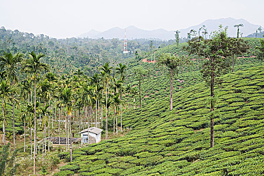俯拍,茶,花园,迈索尔,印度