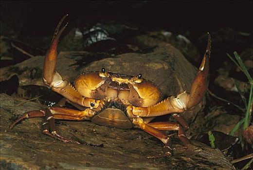 螃蟹,防卫姿势,岛屿,国家公园,哥伦比亚