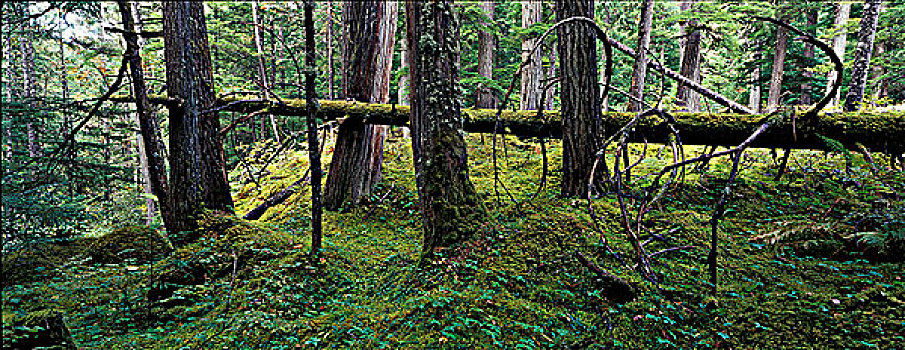 自然,树林,铁杉,西部,雪松,靠近,不列颠哥伦比亚省,加拿大