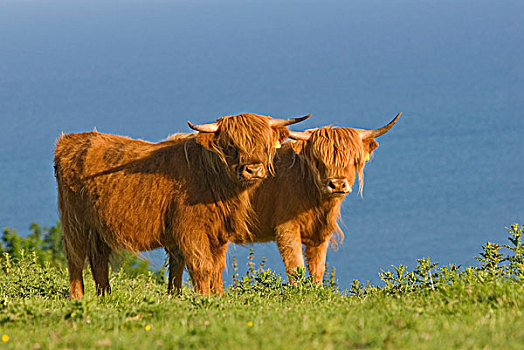 高原牛,两个,成年人,管理,沿岸,自然,自然保护区,北方,福克斯通,英格兰,英国,欧洲