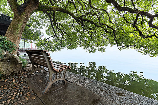 杭州西湖园林景观香樟树