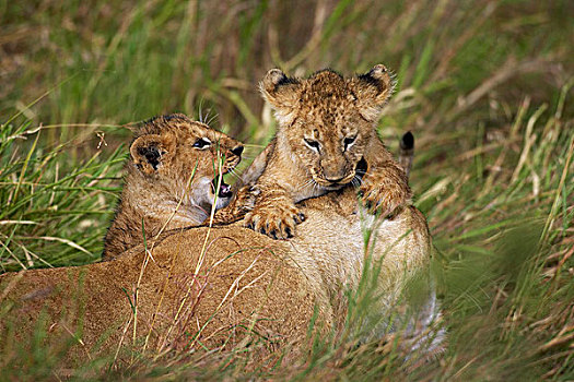 非洲狮,狮子,母兽,幼兽,玩,马赛马拉,公园,肯尼亚
