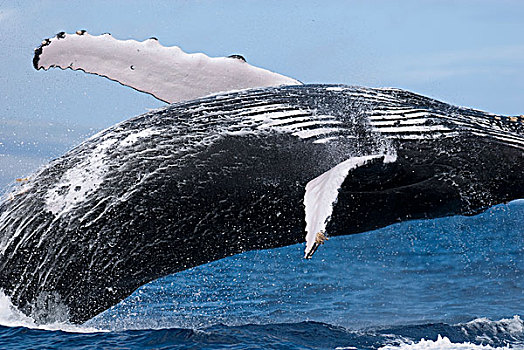 驼背鲸,大翅鲸属,鲸鱼,毛伊岛,夏威夷,提示,照相