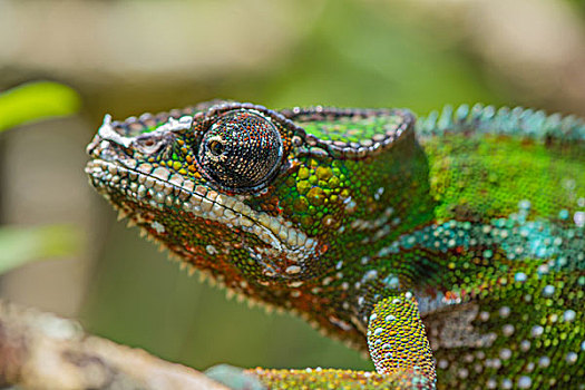 madagascar马达加斯加变色龙微距