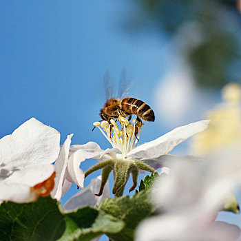 蜜蜂,花,白色,樱花