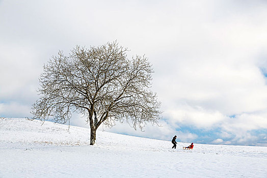 孤树,雪景,雪撬,驾驶员,巴登符腾堡,德国,欧洲