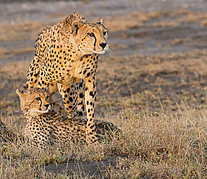 印度豹,幼兽,坦桑尼亚