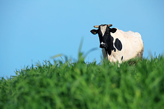 一个,母牛,草地