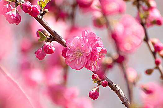 春天盛开的粉色杏花