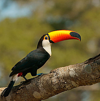 普通,巨嘴鸟,托哥巨嘴鸟,坐在树上,潘塔纳尔,巴西,南美