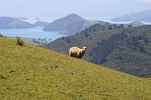 绵羊,草场,新西兰
