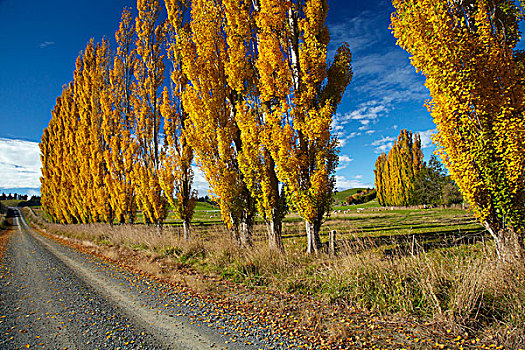 白杨,农田,秋天,靠近,南,奥塔哥,南岛,新西兰