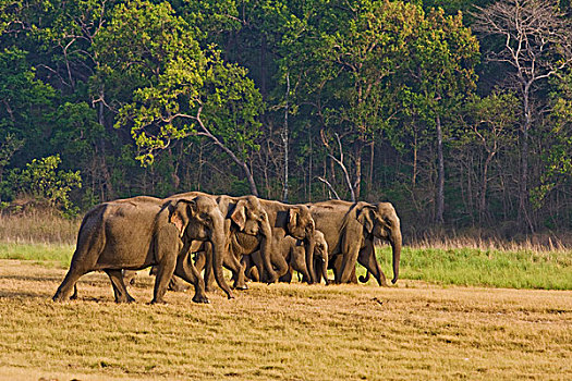 印度,亚洲象,牧群,移动,国家公园