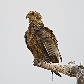 非洲,坦桑尼亚,不成熟,鹰,塔兰吉雷国家公园