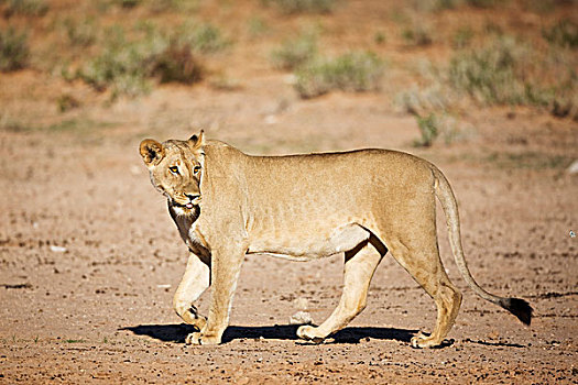 非洲狮,狮子,女性,卡拉哈迪大羚羊国家公园,南非
