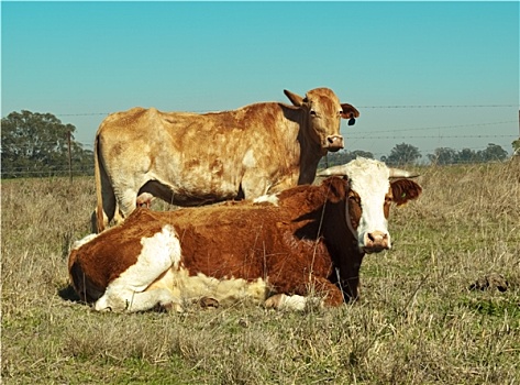 澳大利亚,母牛,特色,褐色,白色