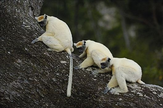 马达加斯加狐猴,三个,濒临灭绝,东北方,马达加斯加
