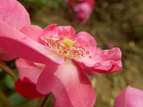 月季花和花蕊